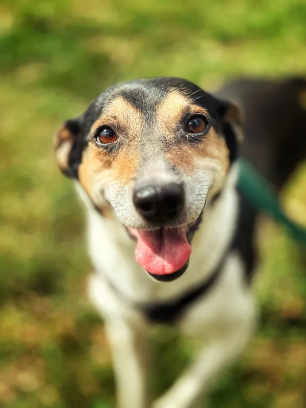 Pies do adopcji, Dłużyna Górna, 22 kwietnia 2026 (3/5)