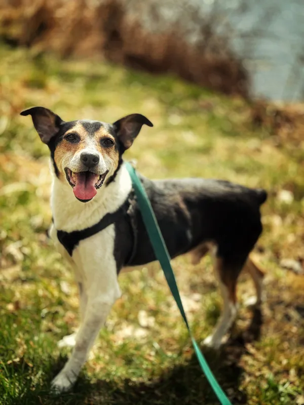 Pies do adopcji, Dłużyna Górna, 22 kwietnia 2026 (5/5)