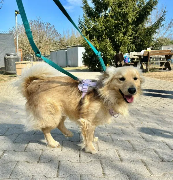 Pies do adopcji, Przyborówko, 22 kwietnia 2026 (2/3)