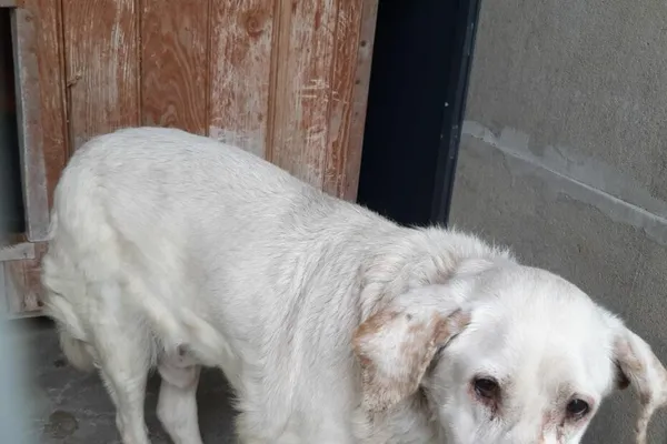 Znaleziono psa, Henrykowo, 19 kwietnia 2026