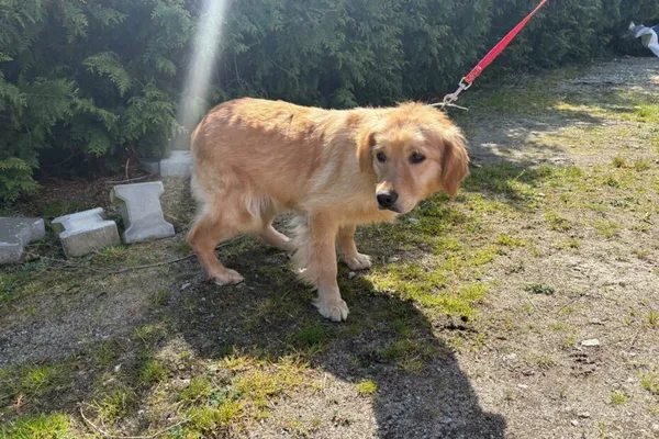 Znaleziono psa, Henrykowo, 17 kwietnia 2026