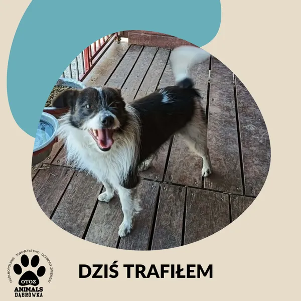 Znaleziono psa, Dąbrówka, 21 kwietnia 2026