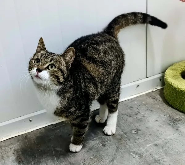 Znaleziono kota, Pieckowo, 22 kwietnia 2026 (1/3)