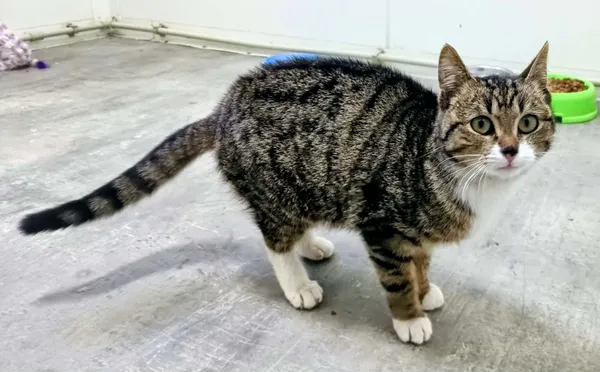 Znaleziono kota, Pieckowo, 22 kwietnia 2026 (2/3)