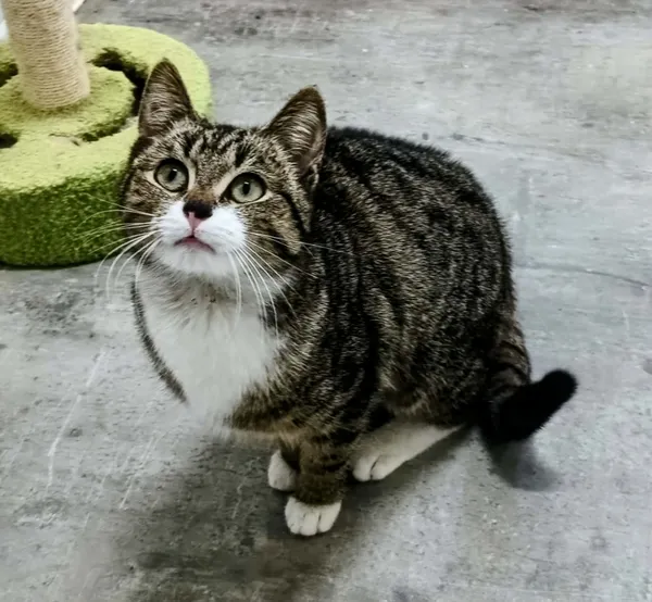 Znaleziono kota, Pieckowo, 22 kwietnia 2026 (3/3)