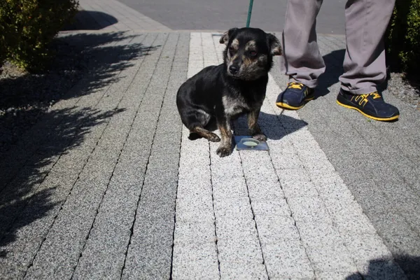 Pies do adopcji, Ciosny, 21 kwietnia 2026