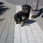 Pies do adopcji