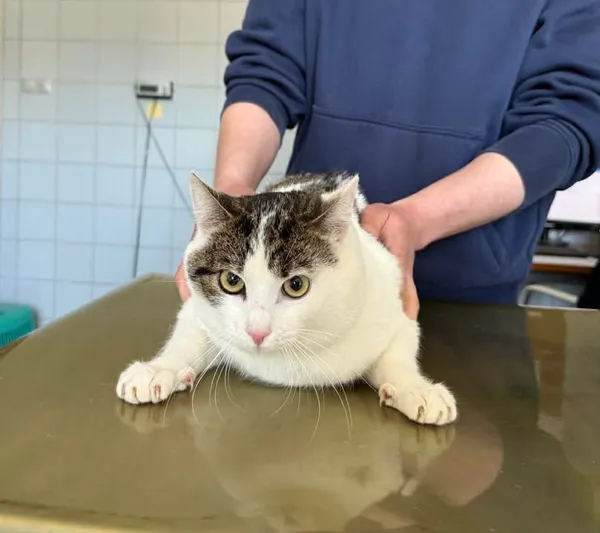 Znaleziono kota, Lublin, 22 kwietnia 2026