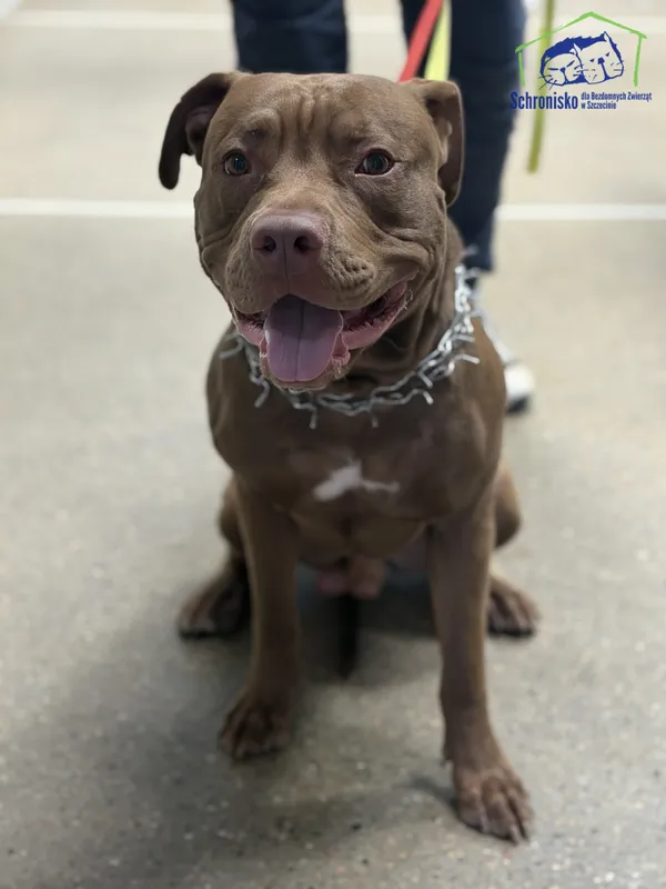 Znaleziono psa, Szczecin, 23 kwietnia 2026