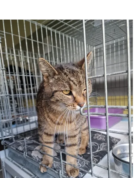 Kot do adopcji, Wrocław, 20 kwietnia 2026