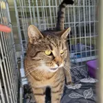 Kot do adopcji