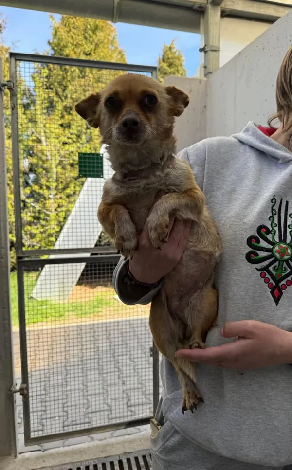 Znaleziono psa, Lublin, 23 kwietnia 2026