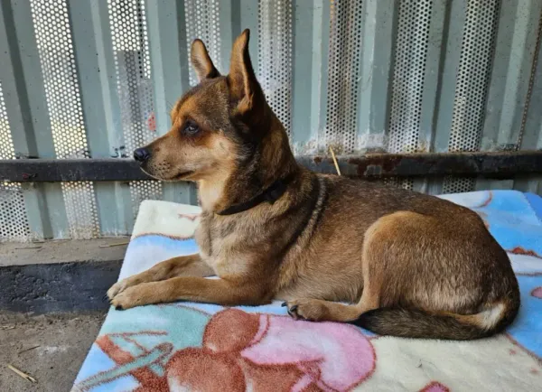 Pies do adopcji, Milanówek, 23 kwietnia 2026 (1/5)