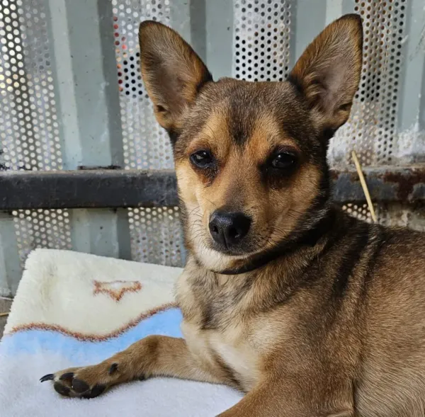 Pies do adopcji, Milanówek, 23 kwietnia 2026 (3/5)