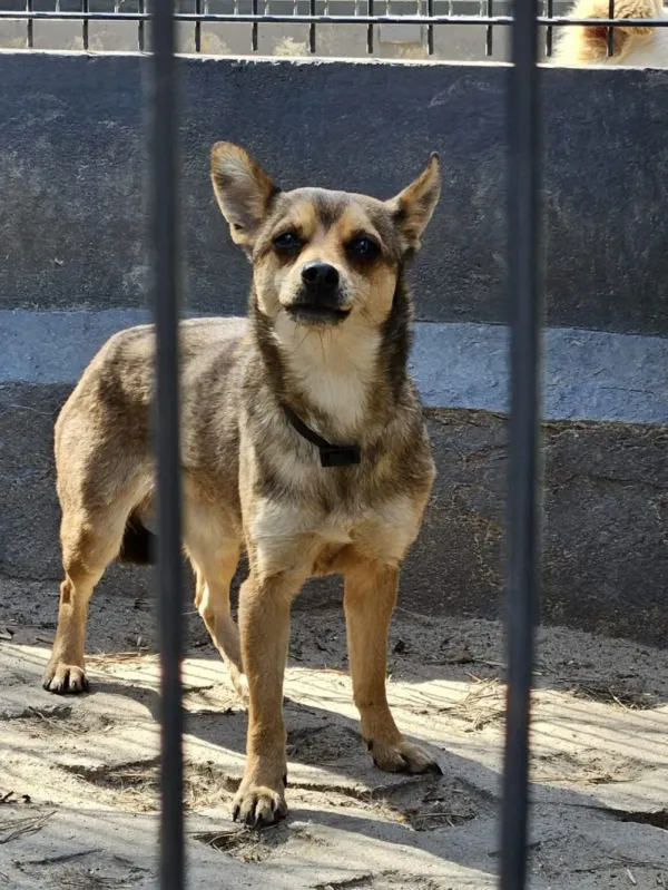 Pies do adopcji, Milanówek, 23 kwietnia 2026 (5/5)