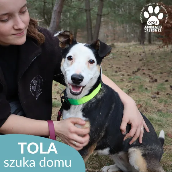 Pies do adopcji, Dąbrówka, 23 kwietnia 2026 (1/5)