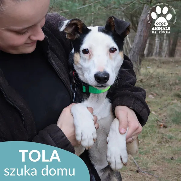 Pies do adopcji, Dąbrówka, 23 kwietnia 2026 (2/5)