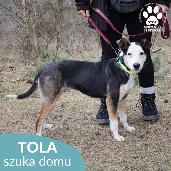 Pies do adopcji, Dąbrówka, 23 kwietnia 2026 (3/5)