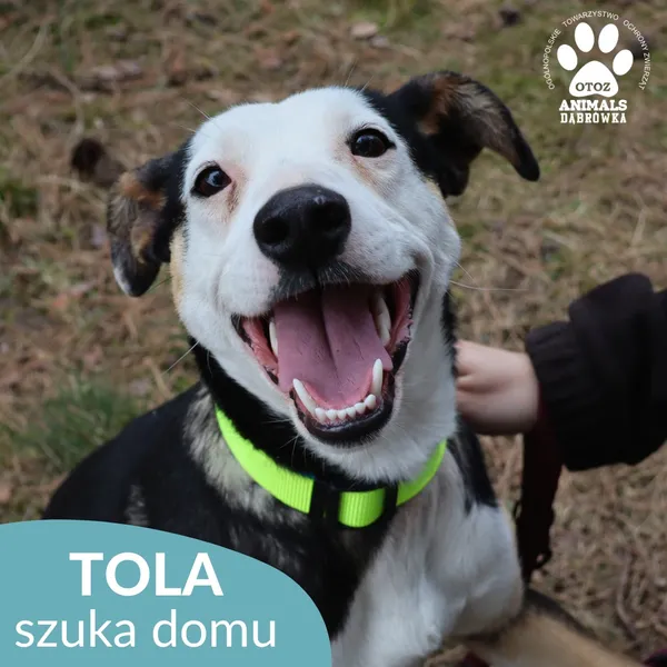 Pies do adopcji, Dąbrówka, 23 kwietnia 2026 (4/5)
