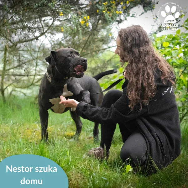 Pies do adopcji, Dąbrówka, 23 kwietnia 2026 (2/4)