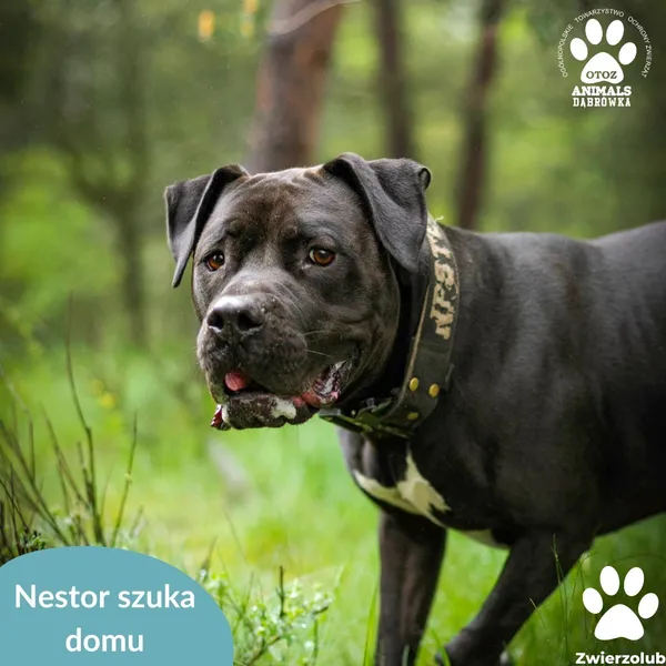 Pies do adopcji, Dąbrówka, 23 kwietnia 2026 (4/4)