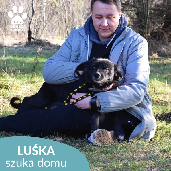 Pies do adopcji, Dąbrówka, 23 kwietnia 2026 (1/3)