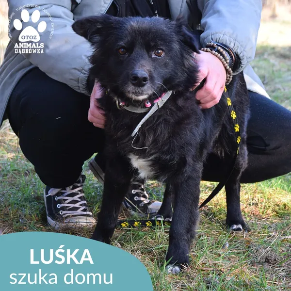 Pies do adopcji, Dąbrówka, 23 kwietnia 2026 (2/3)