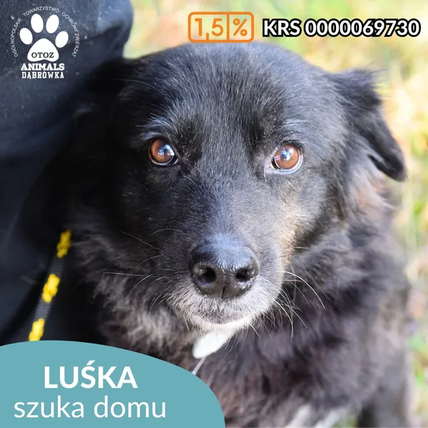 Pies do adopcji, Dąbrówka, 23 kwietnia 2026 (3/3)