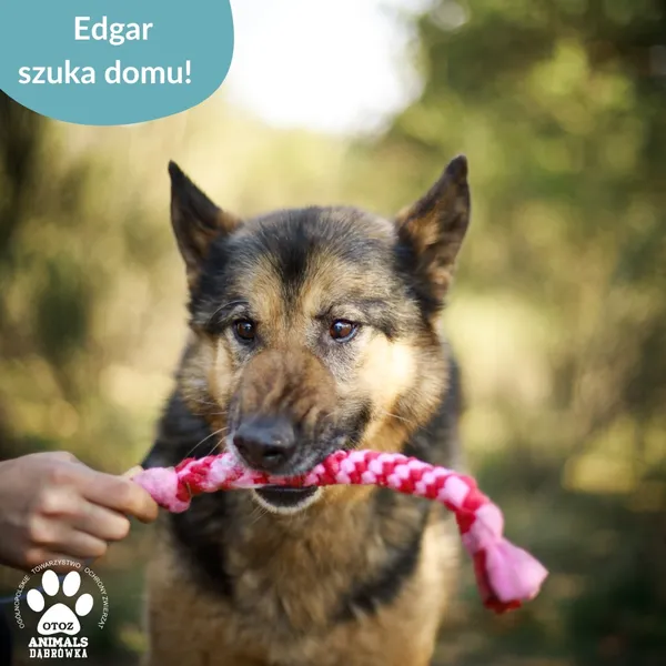 Pies do adopcji, Dąbrówka, 23 kwietnia 2026 (1/4)