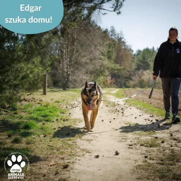 Pies do adopcji, Dąbrówka, 23 kwietnia 2026 (2/4)