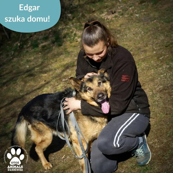 Pies do adopcji, Dąbrówka, 23 kwietnia 2026 (3/4)