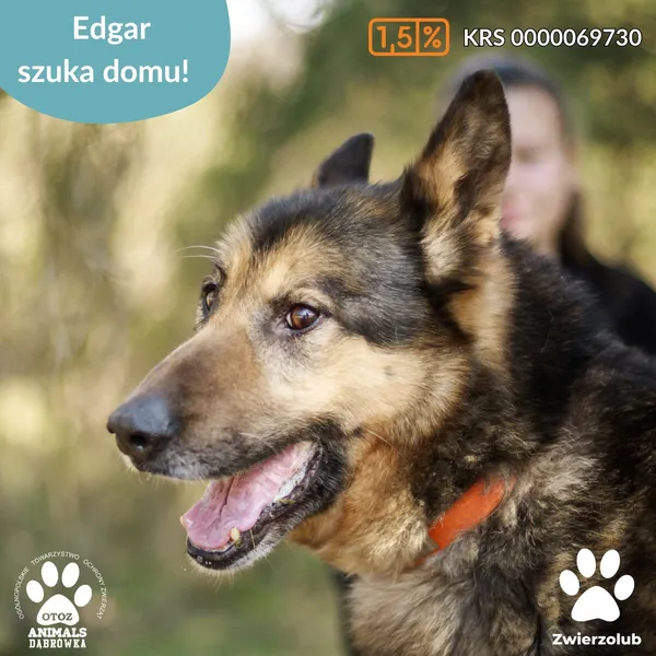 Pies do adopcji, Dąbrówka, 23 kwietnia 2026 (4/4)