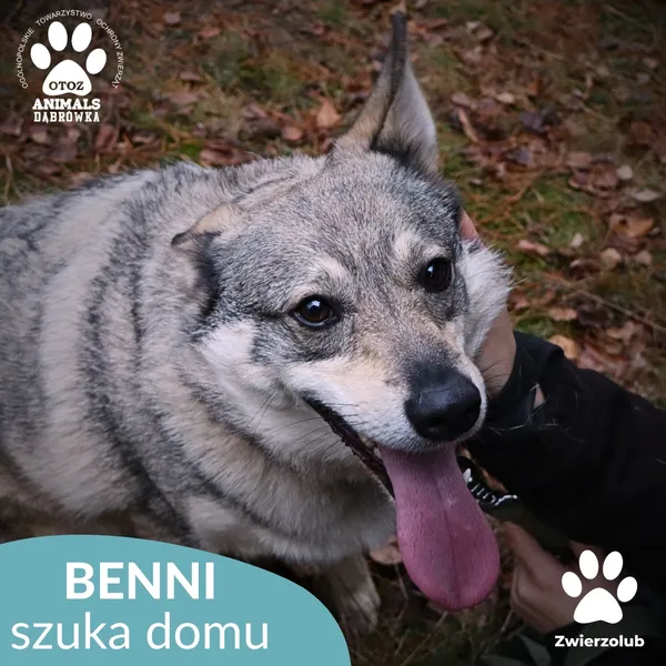 Pies do adopcji, Dąbrówka, 23 kwietnia 2026 (1/4)