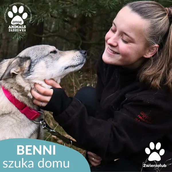 Pies do adopcji, Dąbrówka, 23 kwietnia 2026 (2/4)