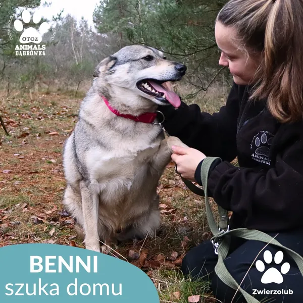Pies do adopcji, Dąbrówka, 23 kwietnia 2026 (4/4)
