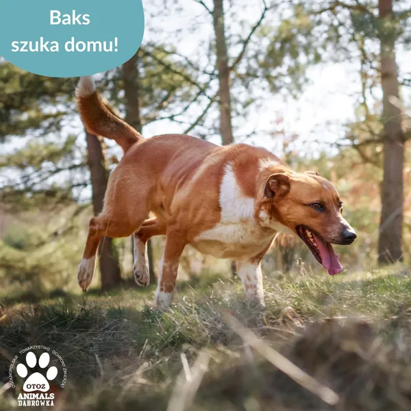 Pies do adopcji, Dąbrówka, 23 kwietnia 2026 (2/4)