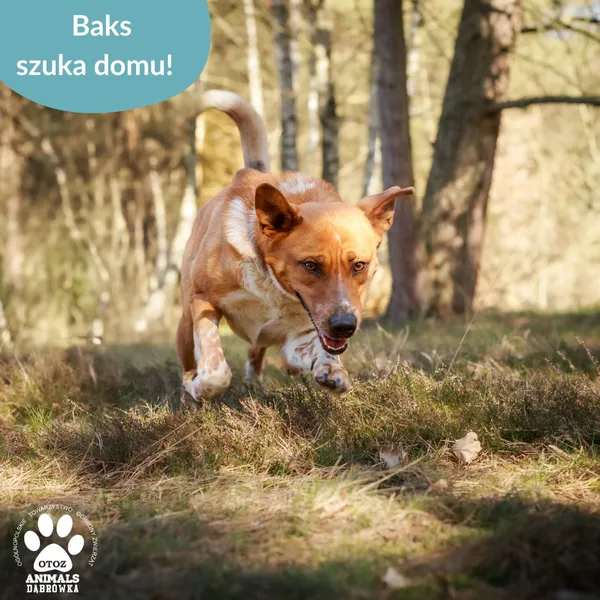 Pies do adopcji, Dąbrówka, 23 kwietnia 2026 (3/4)