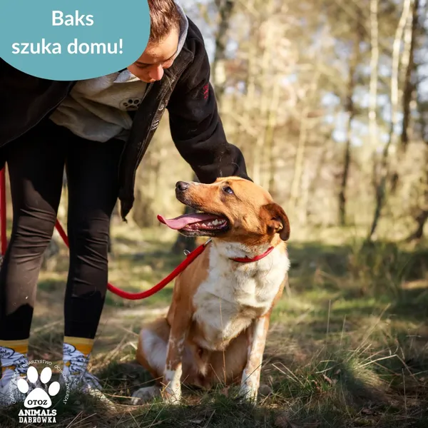 Pies do adopcji, Dąbrówka, 23 kwietnia 2026 (4/4)