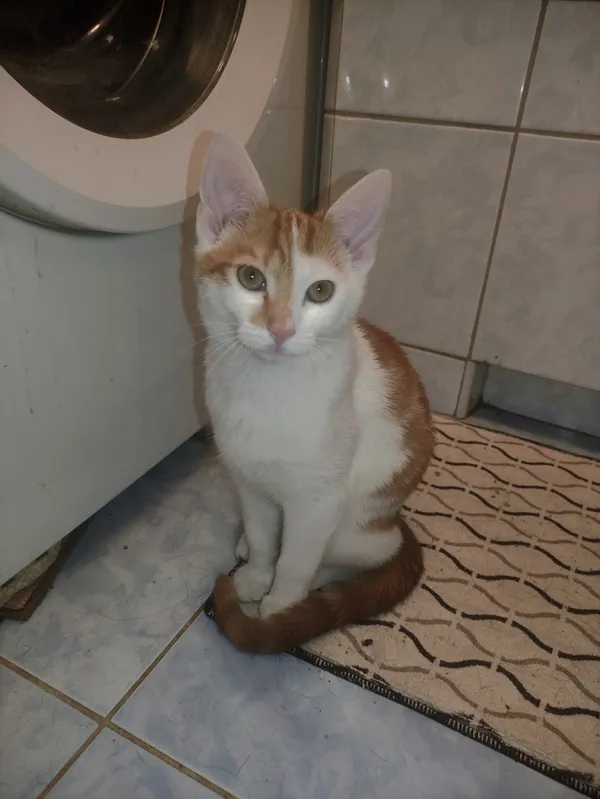 Zaginął kot, Łódź, 22 kwietnia 2026