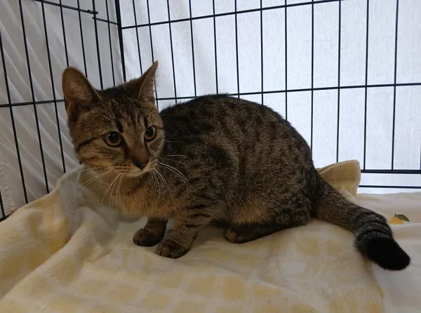 Znaleziono kota, Toruń, 23 kwietnia 2026