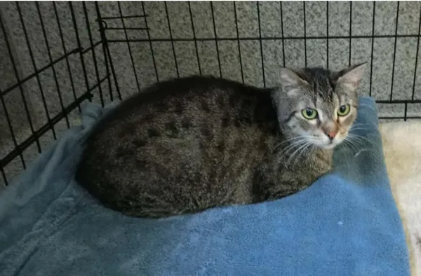 Znaleziono kota, Toruń, 22 kwietnia 2026