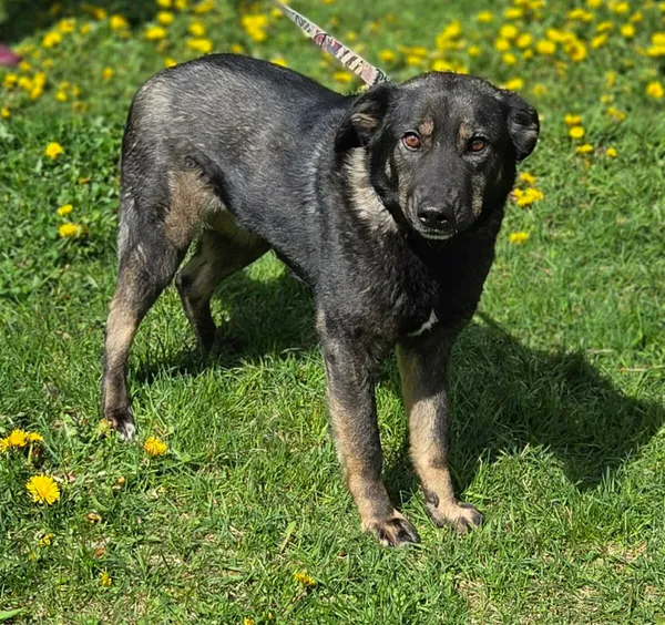 Pies do adopcji, Zgierz, 18 kwietnia 2026 (1/5)