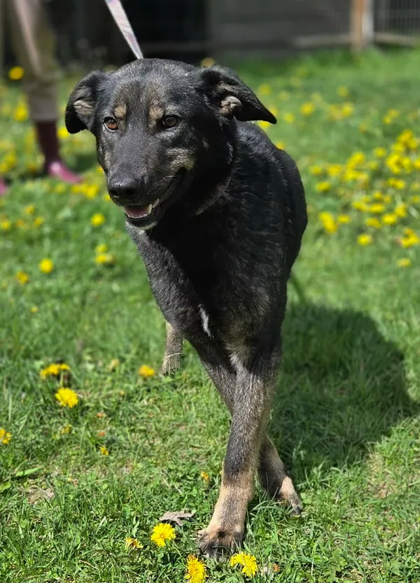 Pies do adopcji, Zgierz, 18 kwietnia 2026 (2/5)