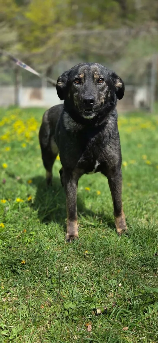 Pies do adopcji, Zgierz, 18 kwietnia 2026 (3/5)