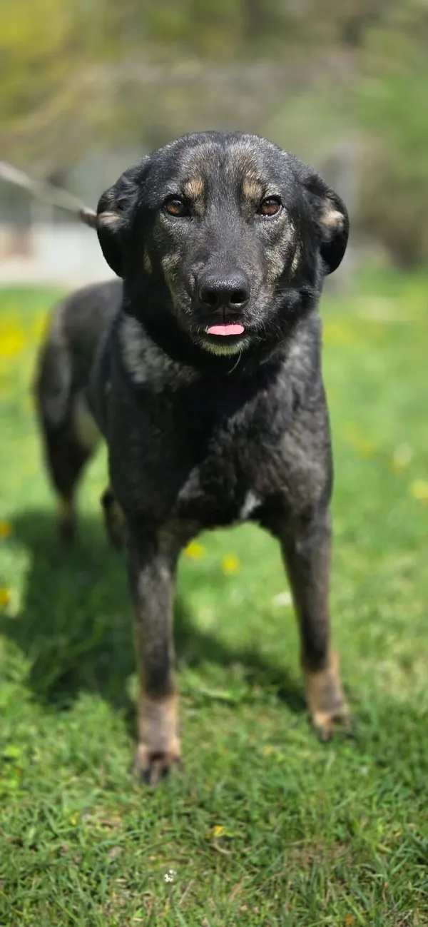 Pies do adopcji, Zgierz, 18 kwietnia 2026 (4/5)