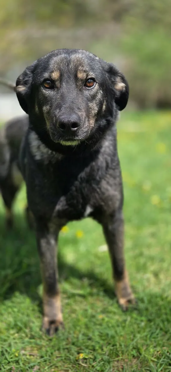 Pies do adopcji, Zgierz, 18 kwietnia 2026 (5/5)