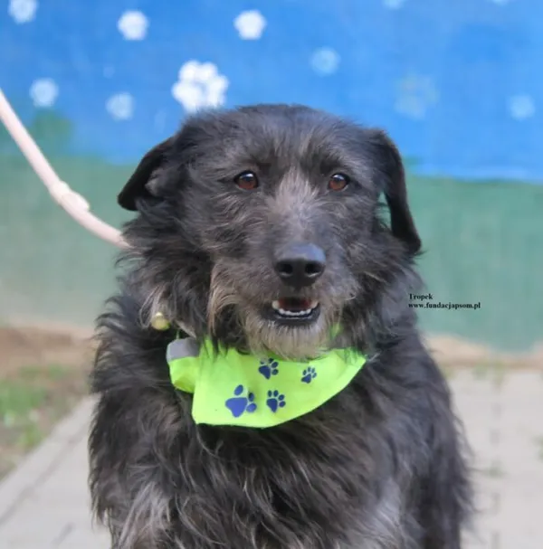 Pies do adopcji, Nowy Dwór Mazowiecki, 23 kwietnia 2026 (1/5)