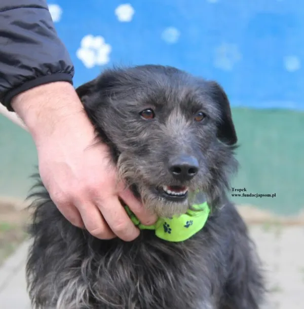 Pies do adopcji, Nowy Dwór Mazowiecki, 23 kwietnia 2026 (2/5)