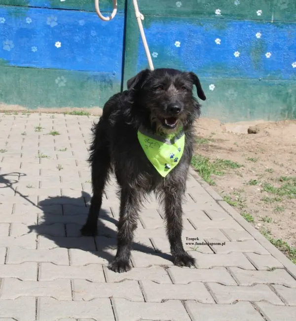 Pies do adopcji, Nowy Dwór Mazowiecki, 23 kwietnia 2026 (3/5)