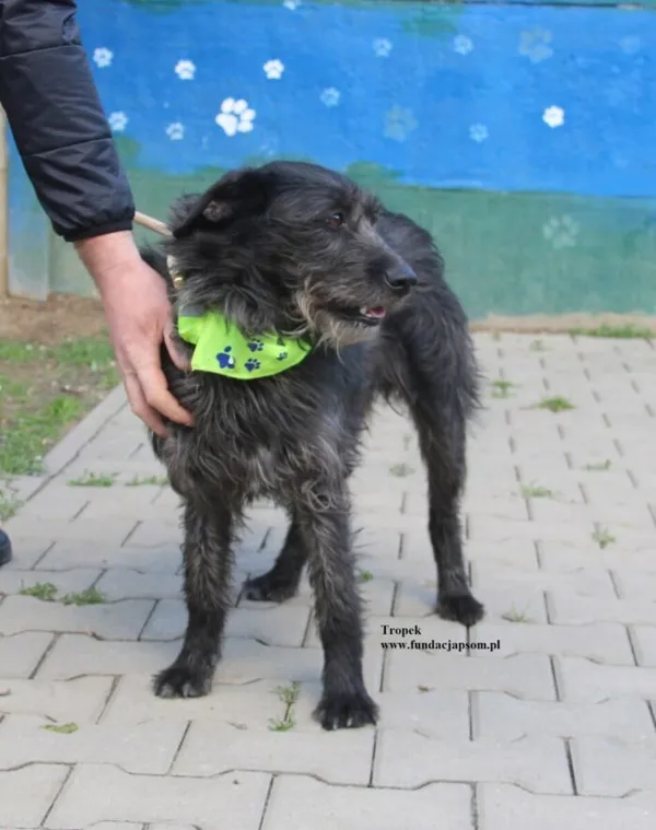 Pies do adopcji, Nowy Dwór Mazowiecki, 23 kwietnia 2026 (4/5)